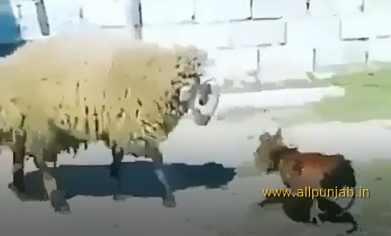 Sheep VS Rooster `Fighting